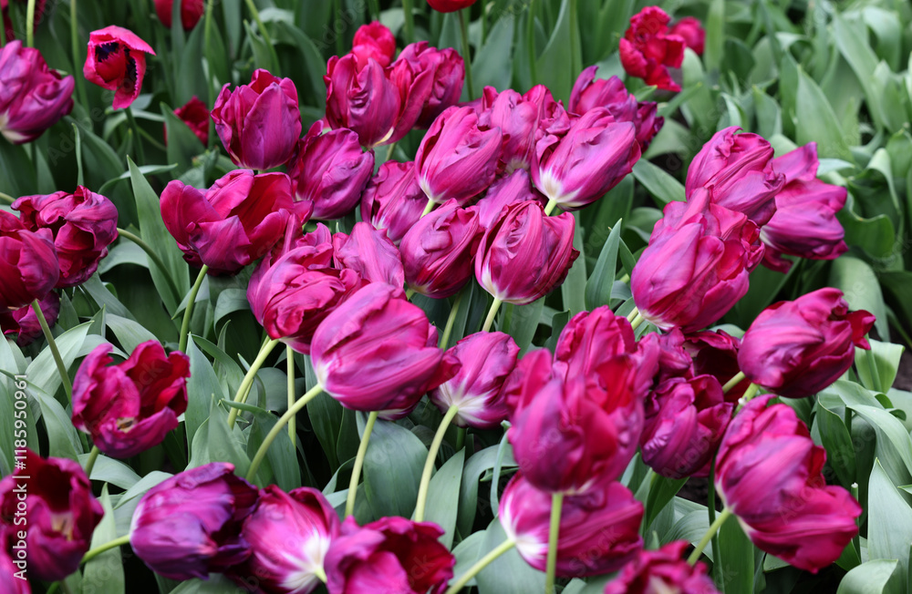 Obraz premium Purple tulips called Purple Stone. Triumph group. Tulips are divided into groups that are defined by their flower features