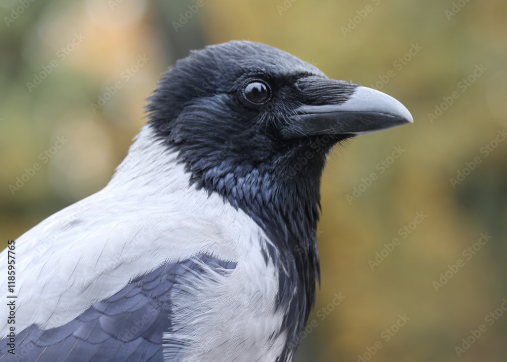 Close-up of a young grey hooded crow against a blurred green background.