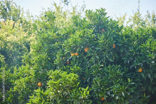 Oranges growing on a tree. Fruit and citrus cultivation in the Mediterranean regions. Subtropical climate photo