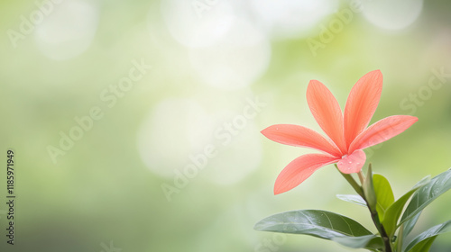 Serene Coral Plumeria: A si...