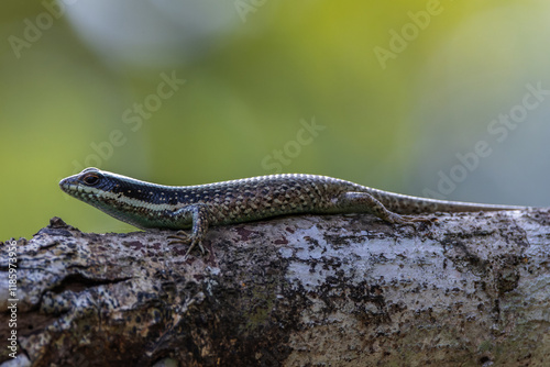 Borneo skink or striped tree skink, is a species of lizard endemic to Borneo. photo