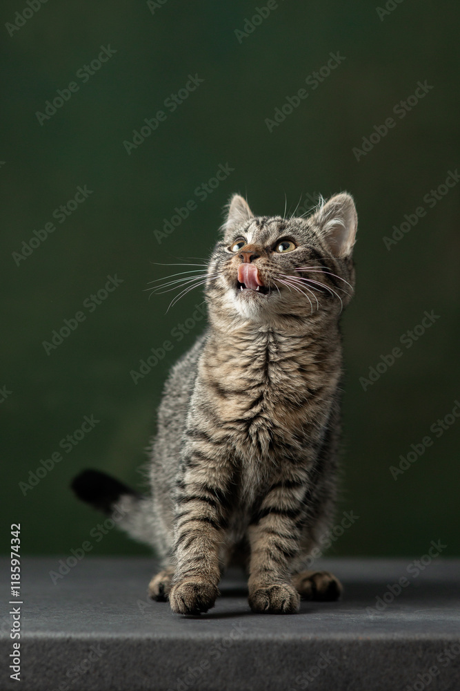 Fototapeta premium Beautiful and funny rescued cat portrait on a green background.