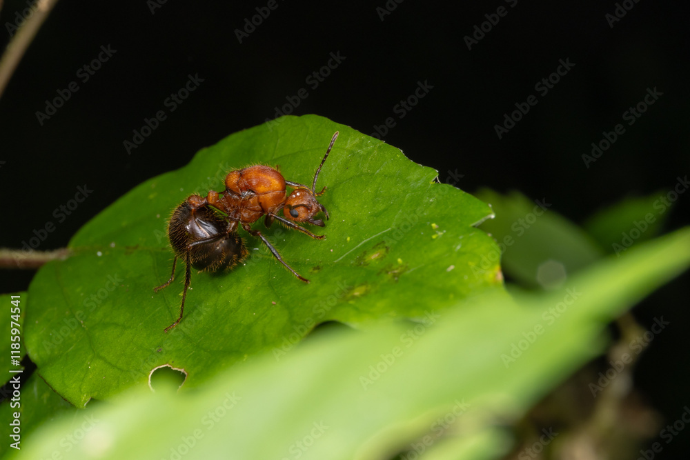 Marco image of red ant - Myrmicaria brunnea of Sabah Borneo. Marco image of red ant - Myrmicaria brunnea of Sabah Borneo.