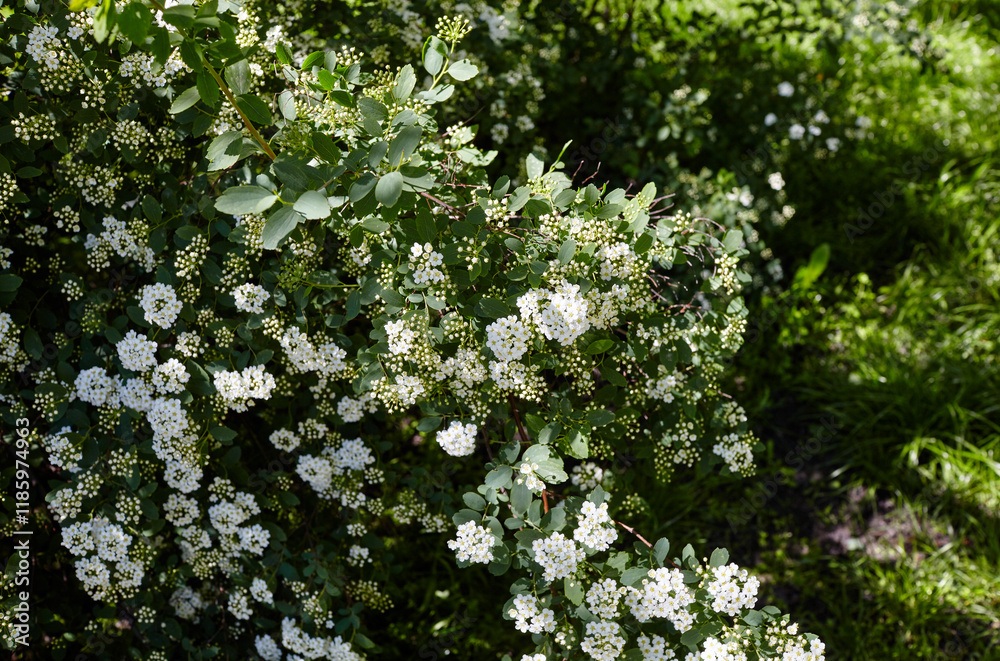 Bush of flowers Spiraea Vanhouttei at park. Beautiful ornamental plant in spring Bush of flowers Spiraea Vanhouttei at park. Beautiful ornamental plant in spring