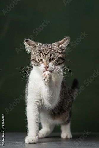 Beautiful and funny rescued cat portrait on a green background.	