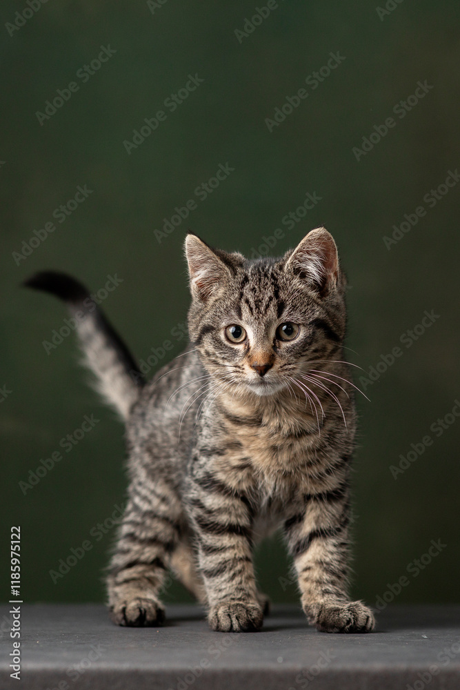 Beautiful and funny rescued cat portrait on a green background. Beautiful and funny rescued cat portrait on a green background.