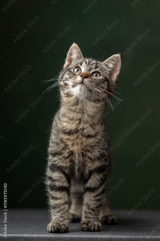 Beautiful and funny rescued cat portrait on a green background. Beautiful and funny rescued cat portrait on a green background.