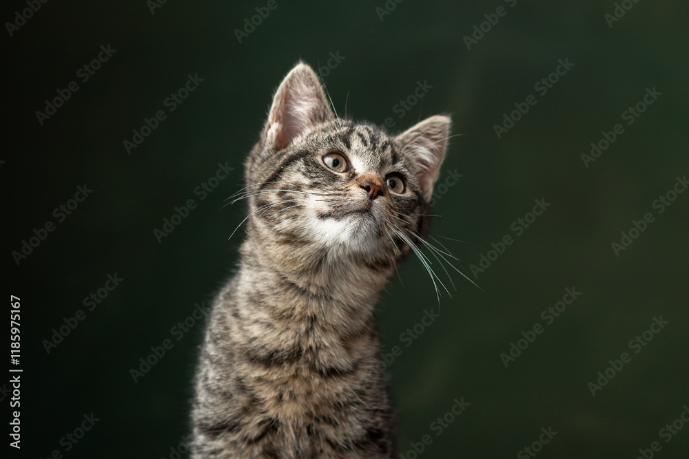 Beautiful and funny rescued cat portrait on a green background. Beautiful and funny rescued cat portrait on a green background.