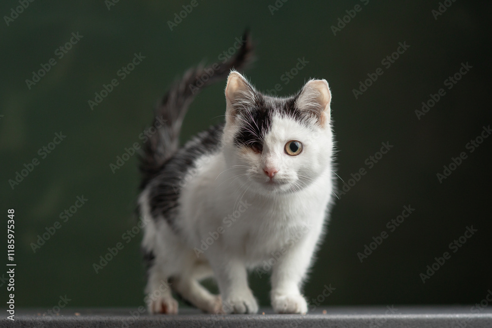 Beautiful and funny rescued cat portrait on a green background. Beautiful and funny rescued cat portrait on a green background.