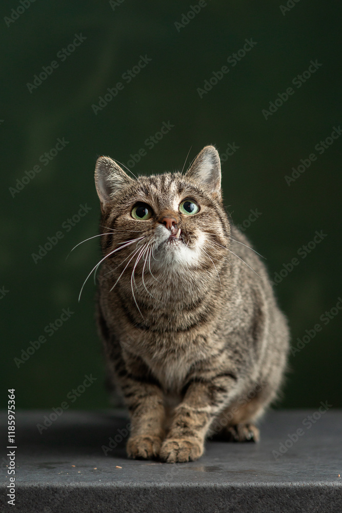 Fototapeta premium Beautiful and funny rescued cat portrait on a green background.