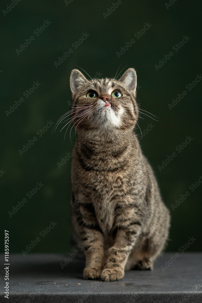 Beautiful and funny rescued cat portrait on a green background. Beautiful and funny rescued cat portrait on a green background.