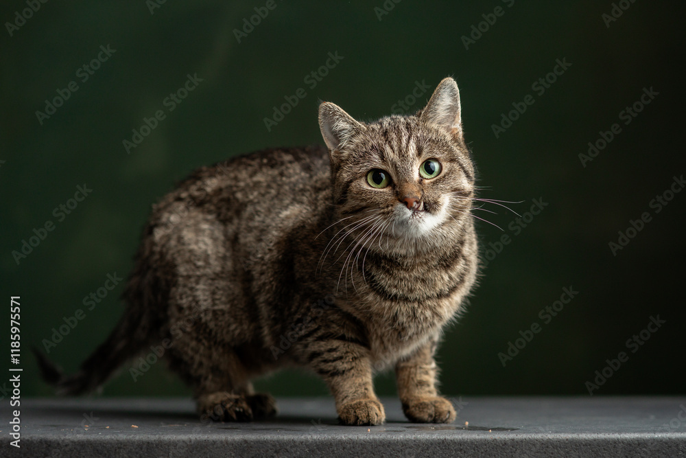 Beautiful and funny rescued cat portrait on a green background. Beautiful and funny rescued cat portrait on a green background.
