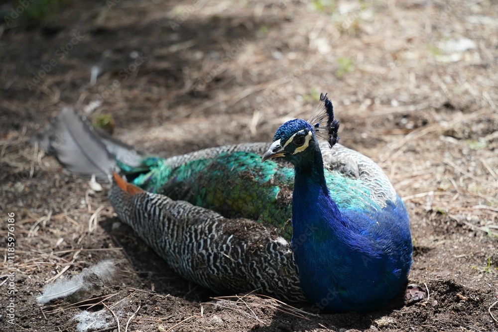 Peacock resting in the gardens of Lisbon Castle, Portugal Peacock resting in the gardens of Lisbon Castle, Portugal