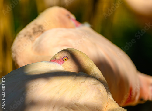 flamingo (Phoenicopterus) resting with head hidden, shaddow play photo