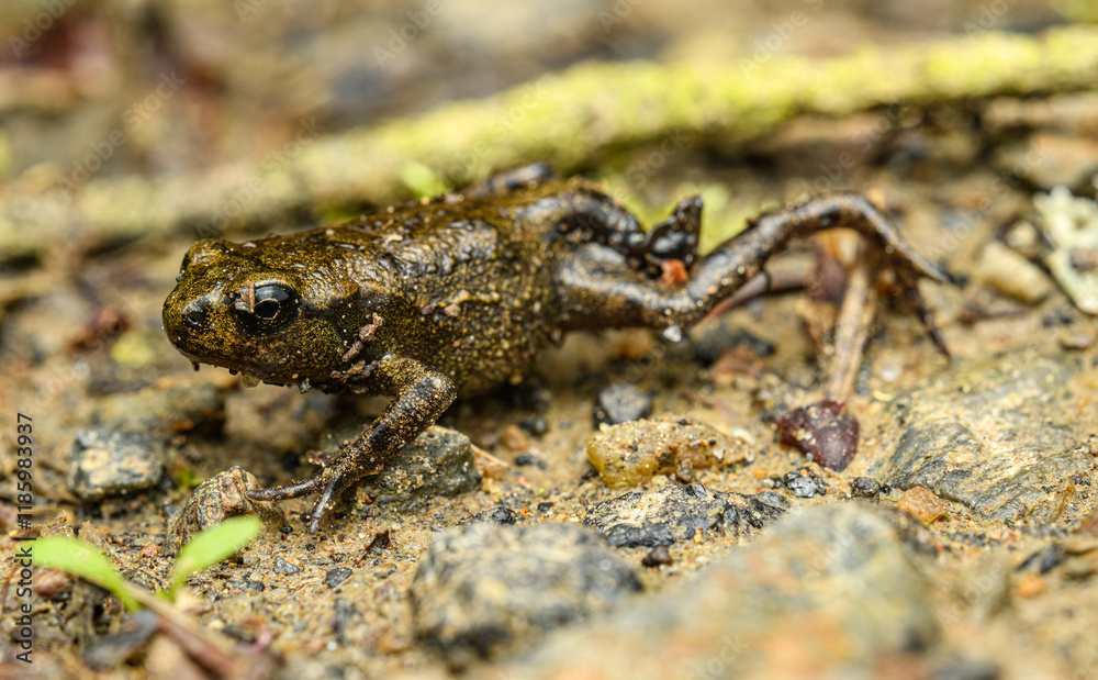 Obraz premium young European fire-bellied toad (Bombina bombina) on the ground