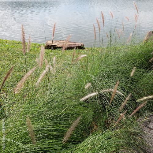 The serene atmosphere, surrounded by trees around the lake photo