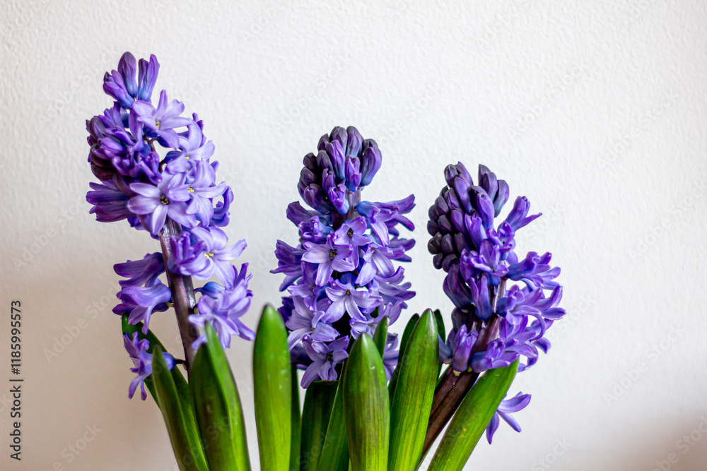 Obraz premium Spring flowers blue hyacinths botany