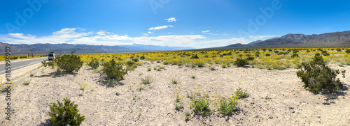 Panoramic view of Desert Lillies and Desert gold yellow flowers in spring fields of Death Valley National Park, California photo