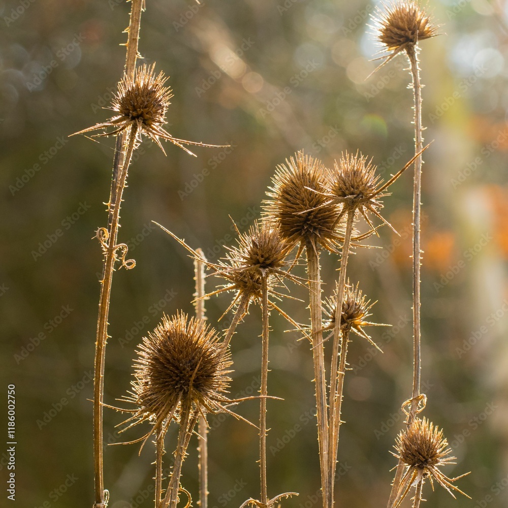 Close-up of dried thistle plants against a soft-focus natural background Close-up of dried thistle plants against a soft-focus natural background