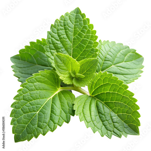 fresh patchouli leaves on a white background.png
