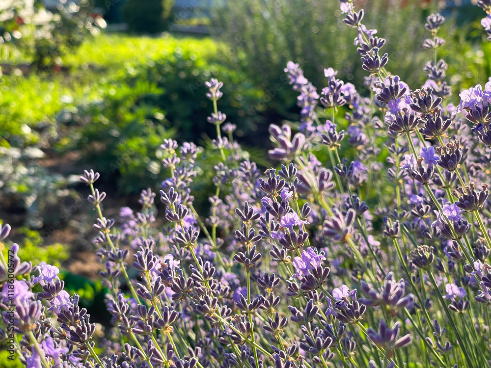 Obraz premium Lavender in the garden on a summer day