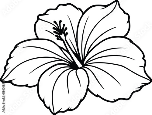 hibiscus flower line art vector , beautiful hibiscus flower line drawing