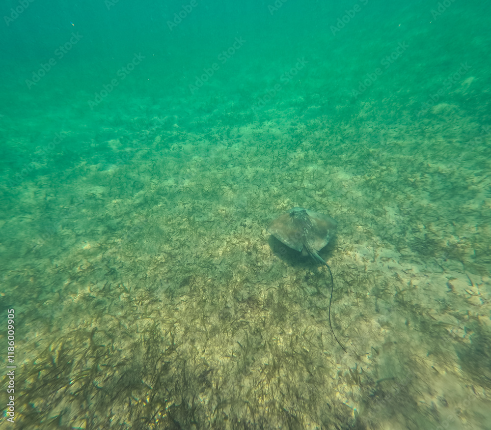 Fototapeta premium Manta beim schwimmen