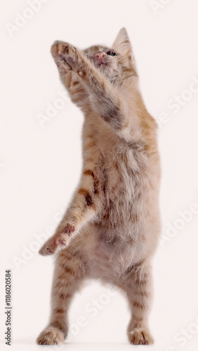 bright red kitten standing and looking right on a white background photo