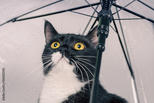black and white cat with yellow eyes under a transparent umbrella looking up