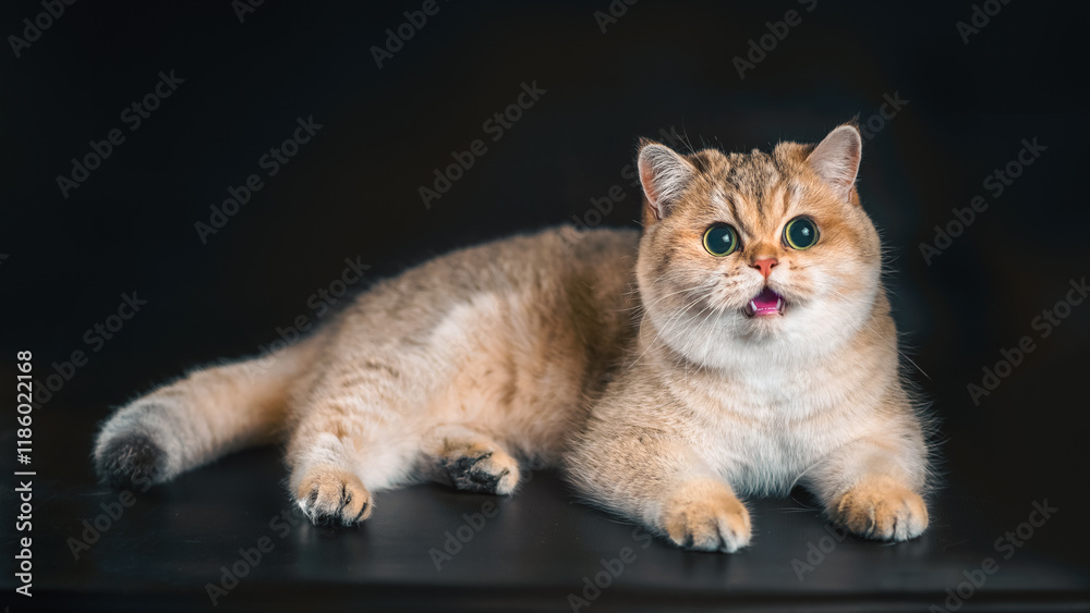 british shorthair cat sitting on a black background cat lying on a black background british shorthair cat sitting on a black background cat lying on a black background