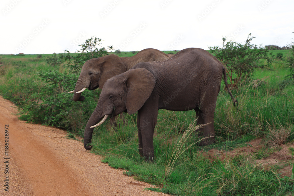 Obraz premium Group of female african elephants blocking the road in Murchison Falls National Park in Uganda while feeding on plants, grass and bushes