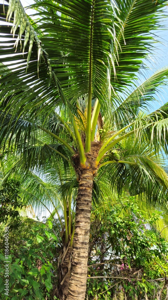 Fototapeta premium Low angle view of tropical coconut tree in blue sky cloud in Mekong Delta Vietnam.