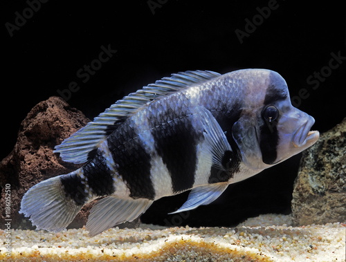 Cyphotilapia frontosa