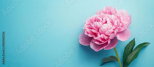 Lovely pink peony flower se...