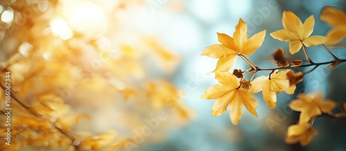 Yellow autumn maple leaves ...