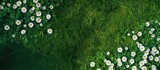 Summer meadow abundant with white daisies A beautiful field of green grass and daisies is shown from a top down perspective creating a natural backdrop Top view with copy space