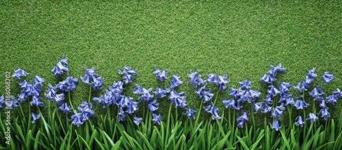 Bluebell flowers on green a...