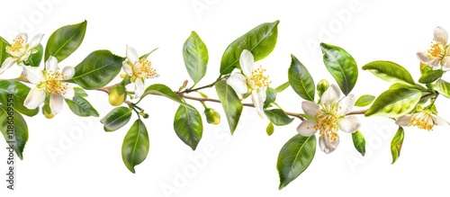 Lemon tree blooms and folia...