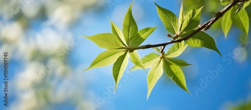 Liquidambar styraciflua als...