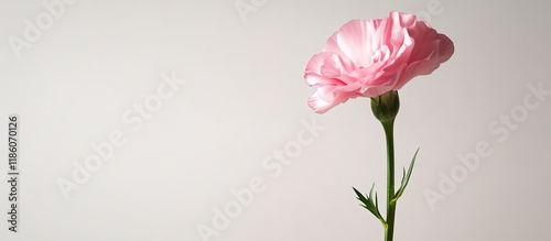 A single pink carnation sta...