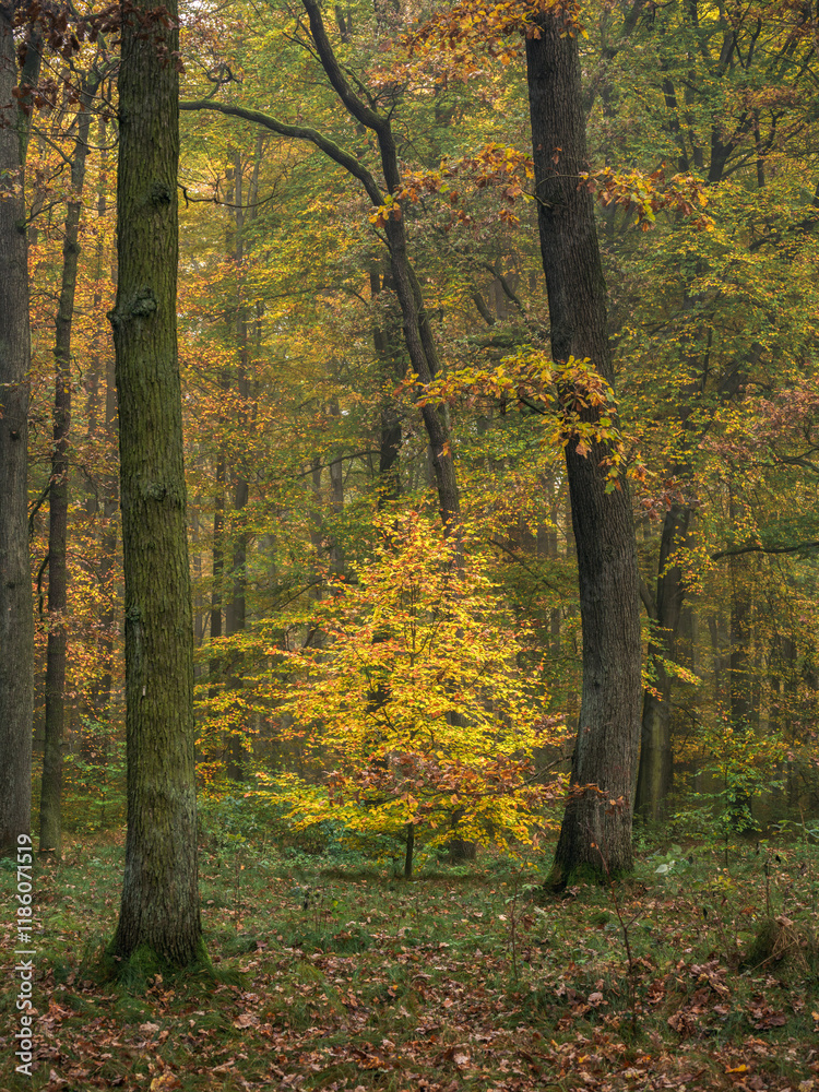 Fototapeta premium shining beech - leuchtende Buche
