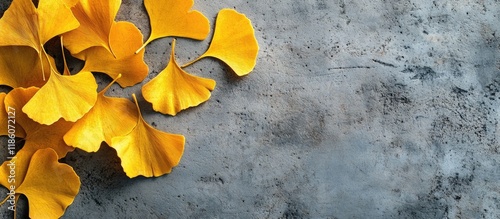 Golden yellow Ginkgo Biloba...