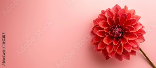 Close up view of a beautifu...