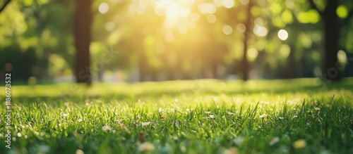 Blurred nature green park w...