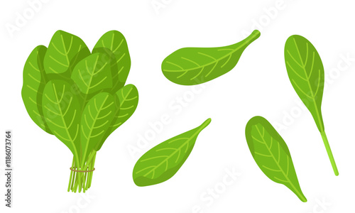 Vector illustration of spinach isolated on white background. Fresh Greens Image. Pictures for packaging design and culinary products.
