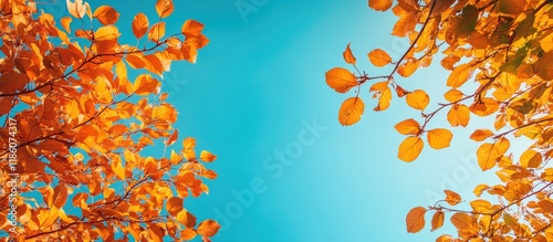 Autumn foliage set against ...
