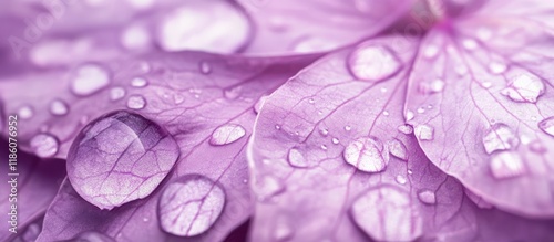 Violet flower petals adorne...
