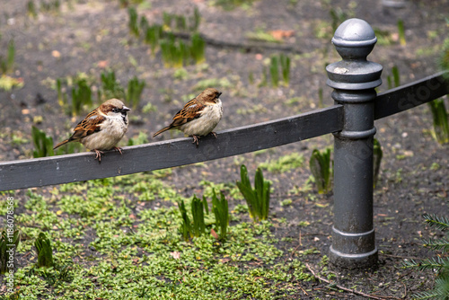 Canvas Print Two sparrows resting in city park in Berlin, representing urban wildlife