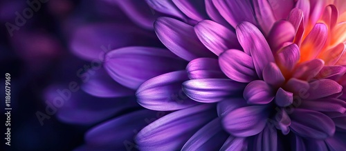 Aster flower close up macro shot. with copy space image. Place for adding text or design photo