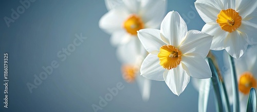 white daffodils close up. w...